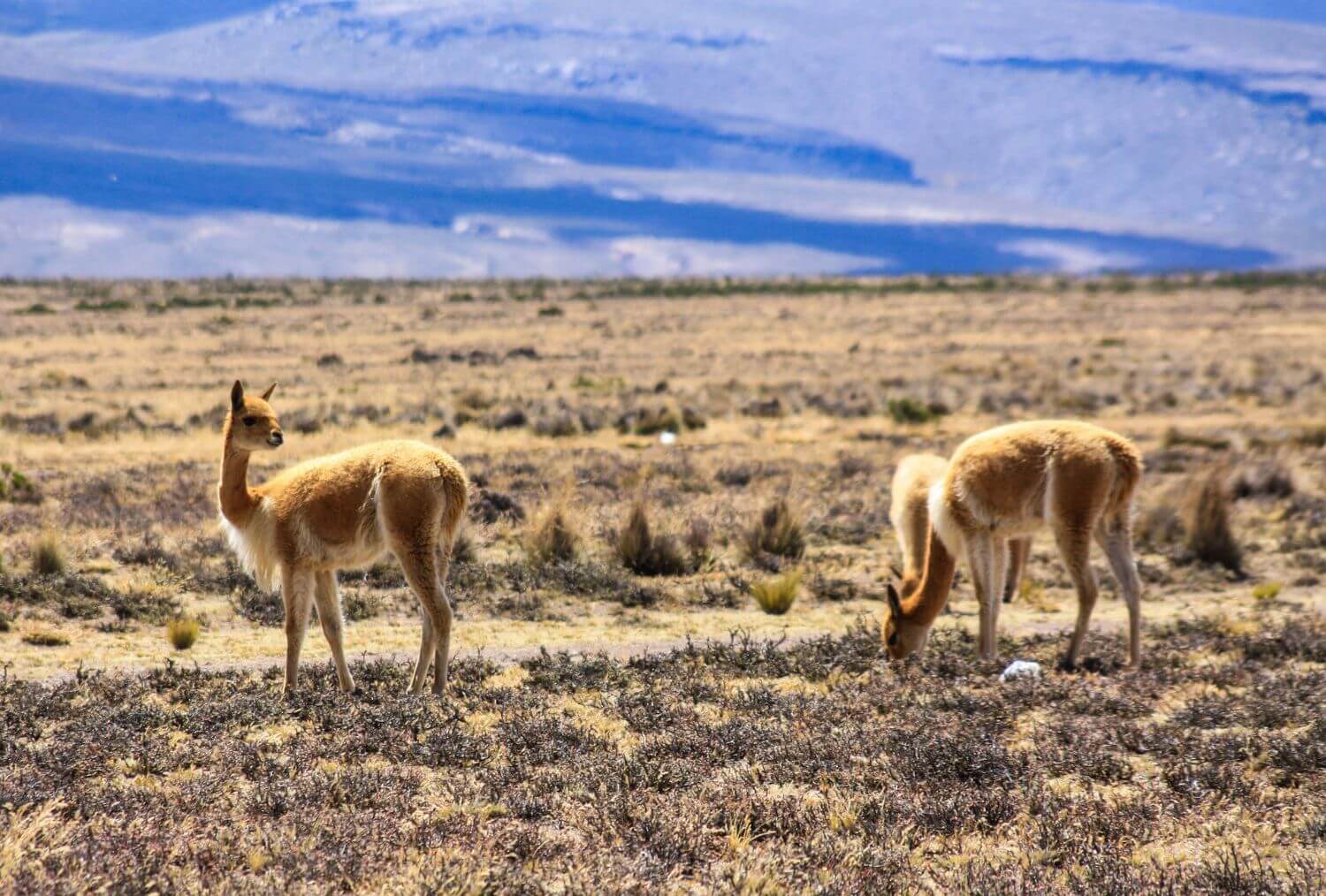 header_peru