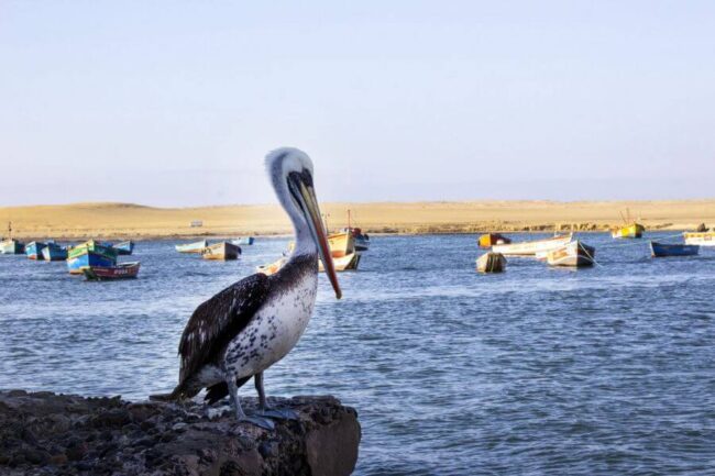 paracas