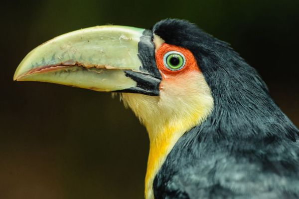 Visites de différentes réserves naturelles.